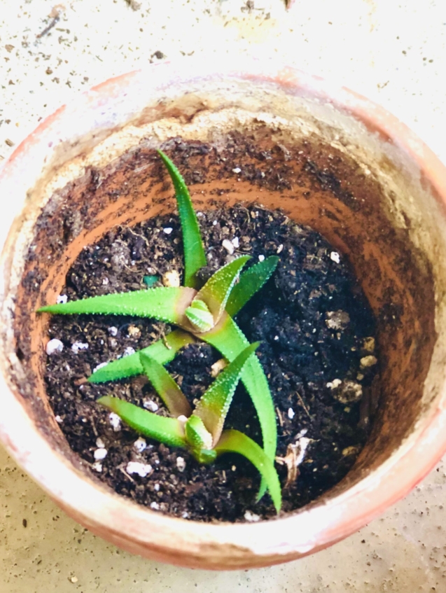 Cactus succulent Hawothoria houseplant
