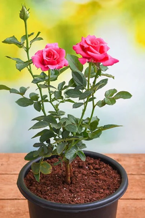 nurserylive-g-plants-rose-dark-pink-plant-in-grower-round-black-pot-922015_600x600