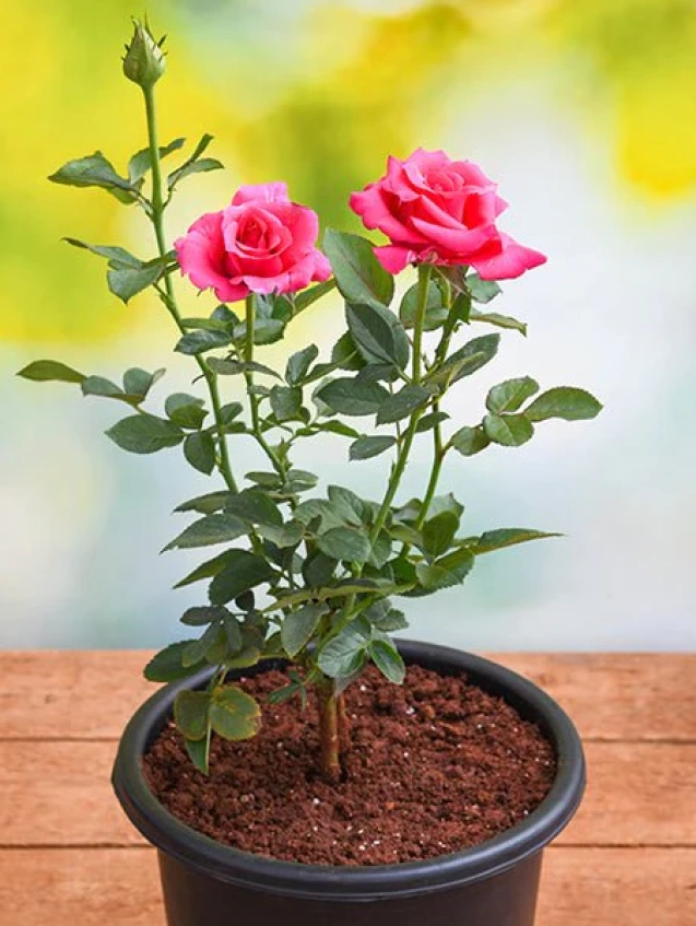 nurserylive-g-plants-rose-dark-pink-plant-in-grower-round-black-pot-922015_600x600